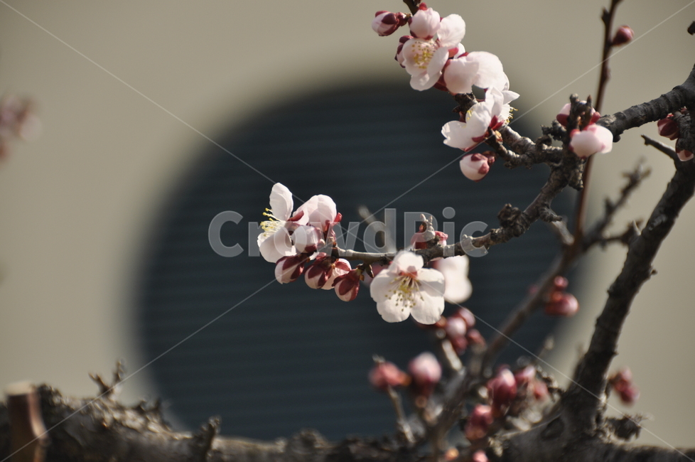 식물,꽃,flower,plant,매화,식물,자연,plants,nature,꽃,flower