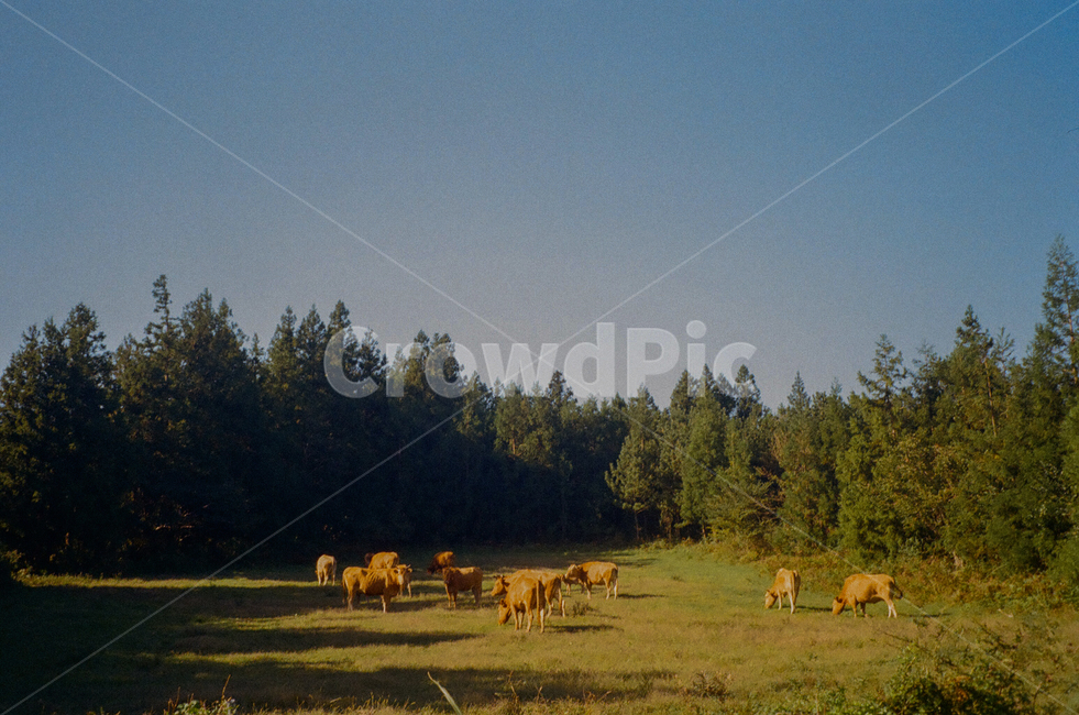 nature,자연,outdoors,옥외,field,들,grassland,cattle,가축,포유류,animal,동물,소,cow