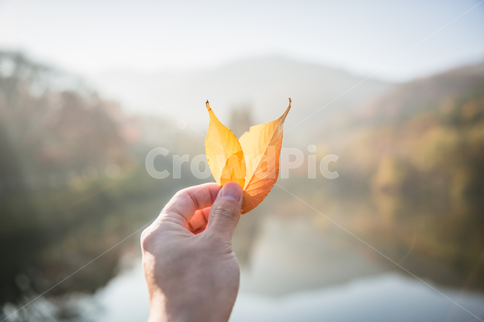 빛내림,가을,단풍,낙엽,일출,햇살,가을,계절,fall,autumn,season,leaf,잎,plant,식물,tree,나무