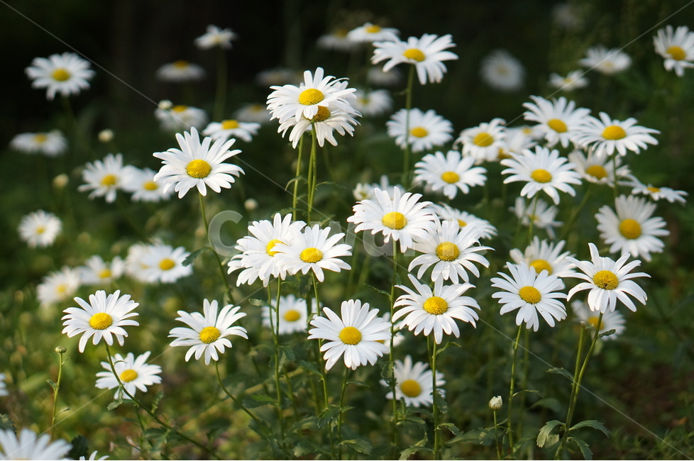 데이지,꽃,흰색,풍경,풀,평화,식물,자연,plants,nature,꽃,flower