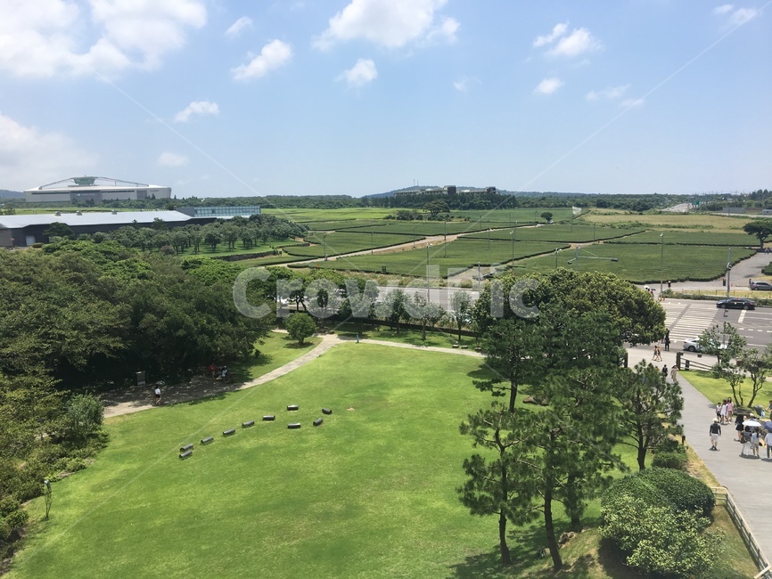 오설록,녹차,녹차밭,그린,녹색풍경