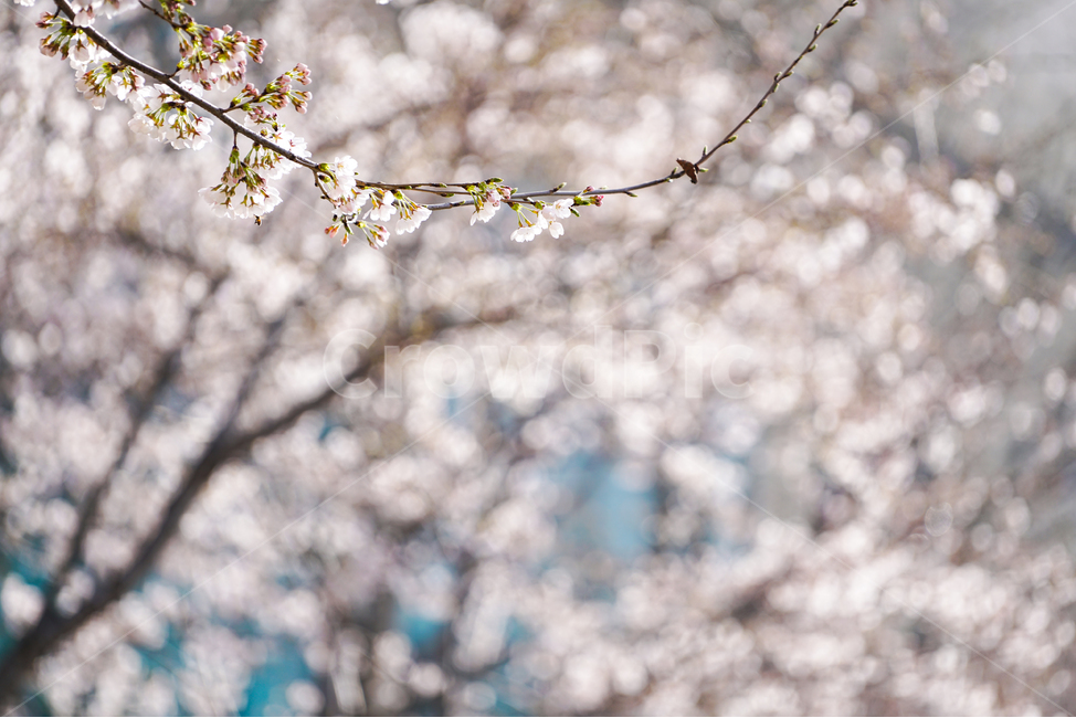 꽃,봄,벚꽃,cherry,blossom,flowers,spring,핑크,보케,pink,bokeh,봄,계절,spring,season,식물,자연,plants,nature,꽃,flower,감성,sensible,feeling,plant