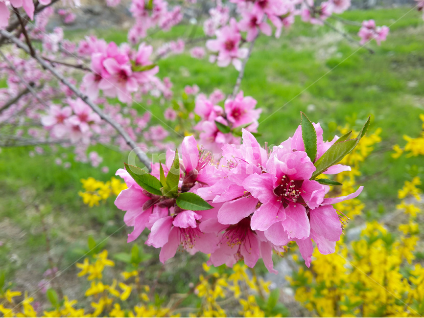 복사꽃,핑크,꽃,풍경,봄,개나리,밭,식물,자연,plants,nature,꽃,flower