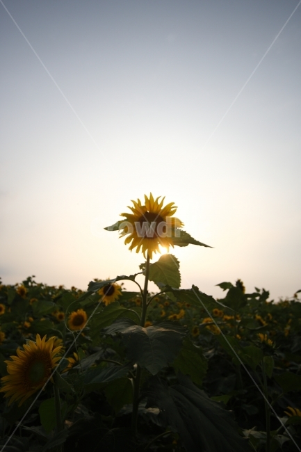 여행,식물,자연,풍경,일몰,석양,해바라기,일상,식물,자연,plants,nature,꽃,flower