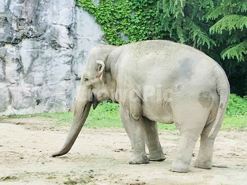 코끼리,야생,동물,사파리,동물원,동물,animal,포유류,mammal