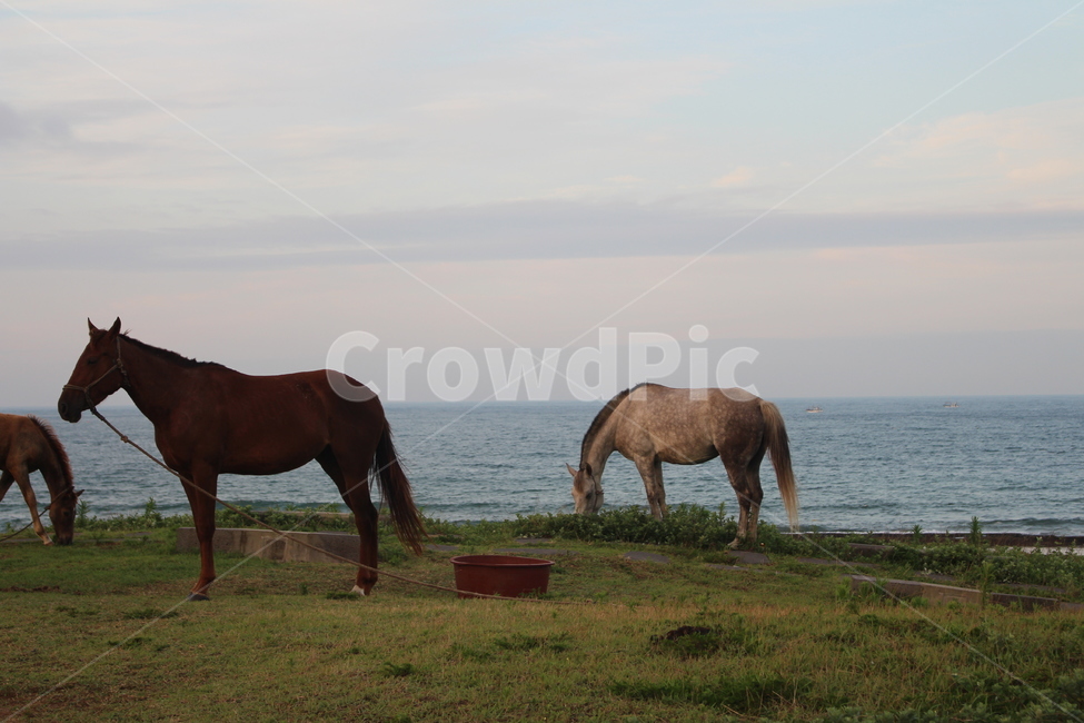 말,제주도,동물,평화,horse,jeju,동물,animal,포유류,mammal,산업,industry,industrial,목축업,목장,livestock farming,ranching,pasture