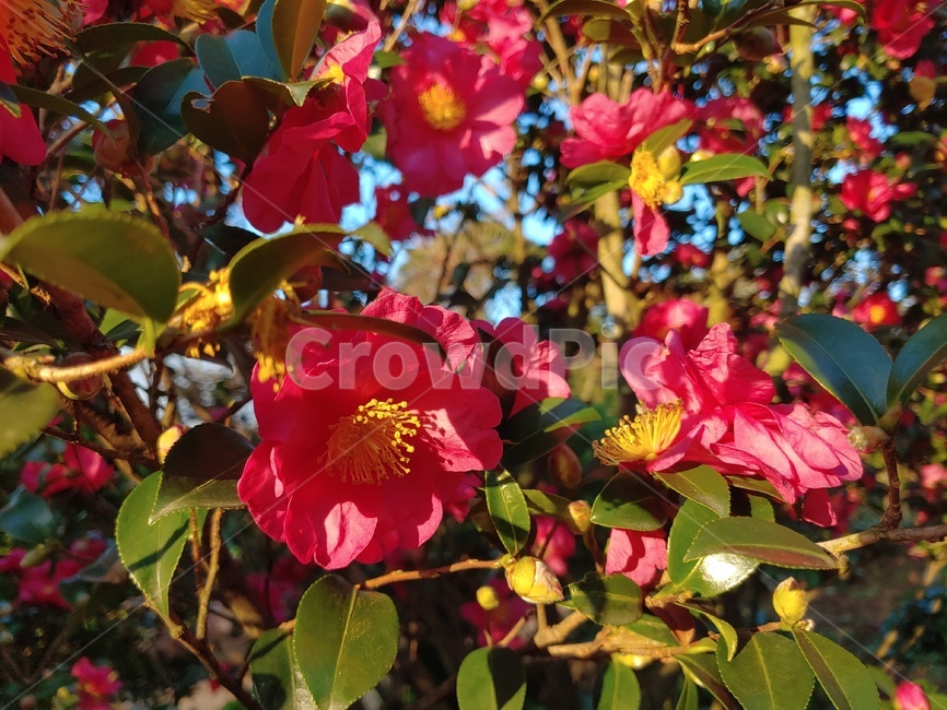 동백,꽃,동백꽃,붉은,동백나무,자연,camellia