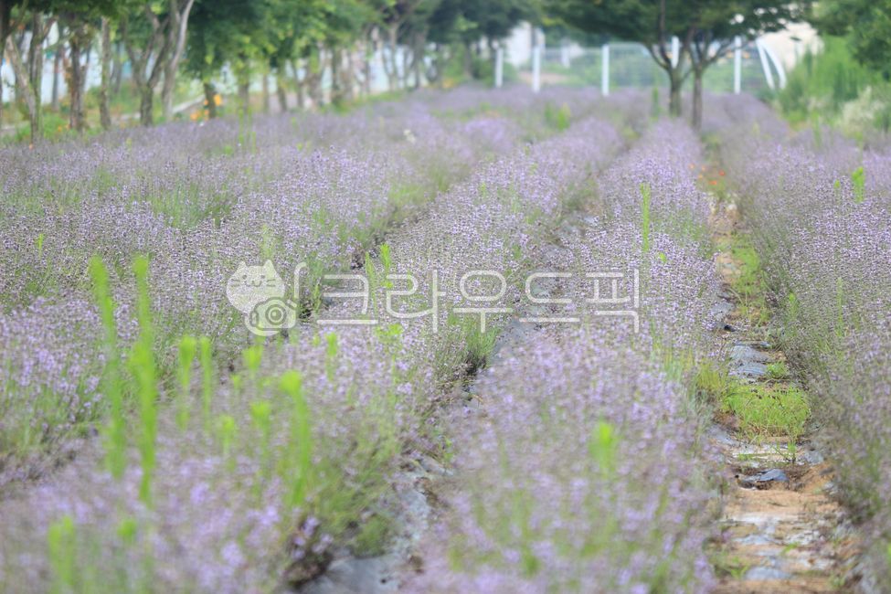 Anseong Farm Land,Anseong,plant,sight,lavender,farmland,flower