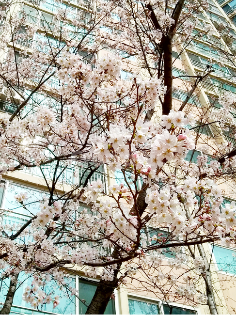 plant,식물,blossom,flower,꽃,cherryblossom,벚꽃,봄,계절,화창한,따뜻한,나무,벚나무,나뭇가지,꽃잎,한국,부산,아시아,아파트,건물,야외,아름다움,sunshine,branch,warm,outdoor,spring,season