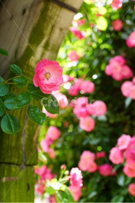 꽃,장미,풍경,넝쿨,햇살,자연,flower,rose,landscape,sunshine,bokeh,nature,green,pink,colorful,여름,summer,식물,자연,plants,nature,꽃,flower