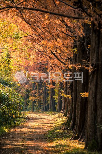 fall,autumn scenery,sight,tree,autumn,landscape,Maple