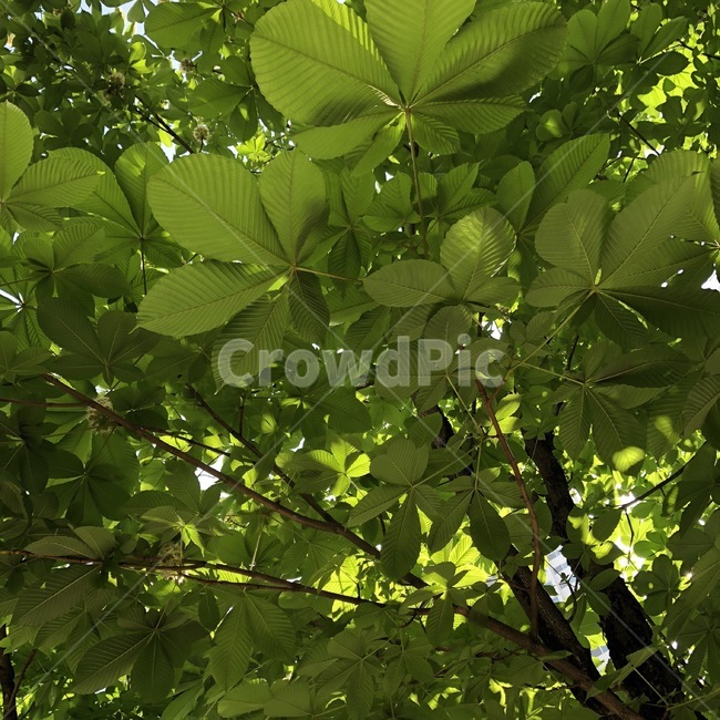 자연,식물,나무,나뭇잎,초록,nature,plants,tree,leaf,green,shokubutsu,ki,konoha,midori,식물,자연,plants,nature,나무,trees,wood