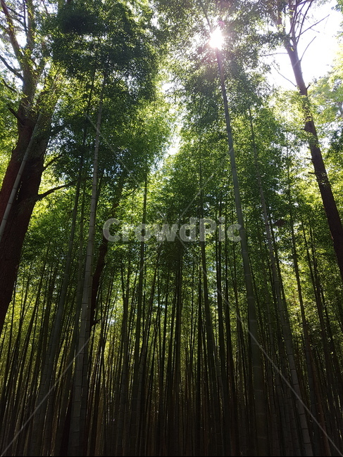 식물,자연,대나무,초록,햇빛,나무,trees,wood