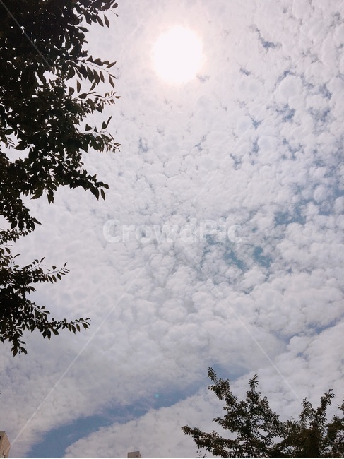 구름,하늘,해,자연,구름모양,cloud,나무,화창,맑음