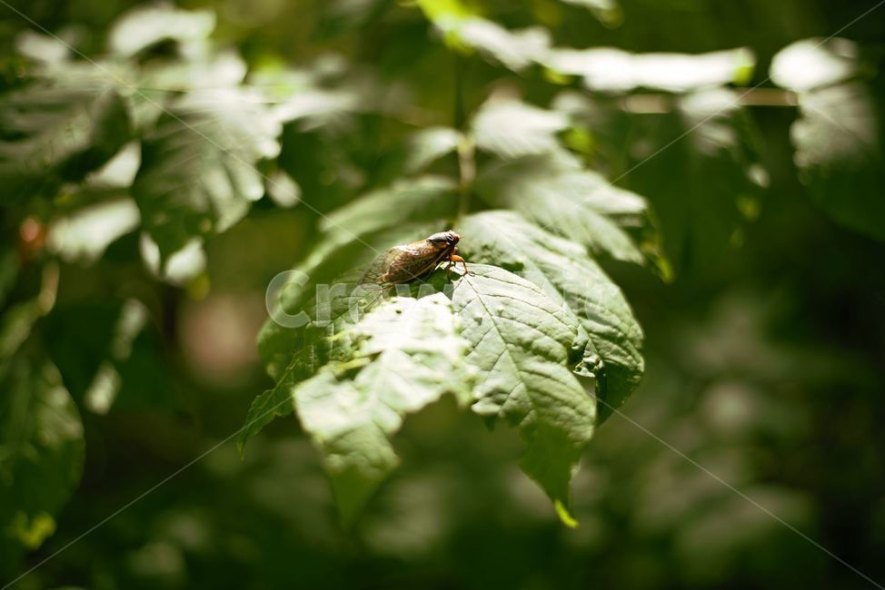 매미,곤충,여름,벌레,그늘,동물,animal,곤충,벌레,insect,bug