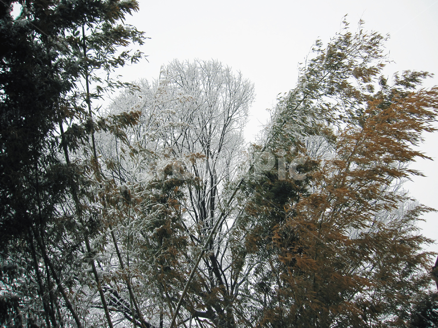 눈,대나무,하얀,겨울,나무,snow,white,winter,tree,abamboo,겨울,계절,winter,season,자연,풍경,nature,landscape,plant,식물,fir,전나무,conifer,구과 식물