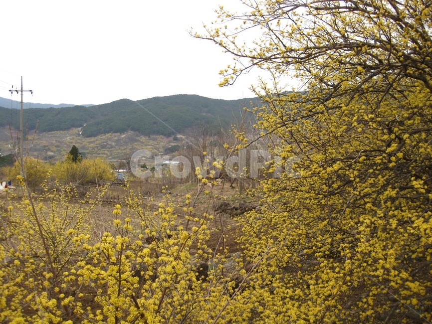 봄,봄꽃,꽃,yellow,노랑,산수유,산수유꽃,꽃송이,구례,봄,계절,spring,season