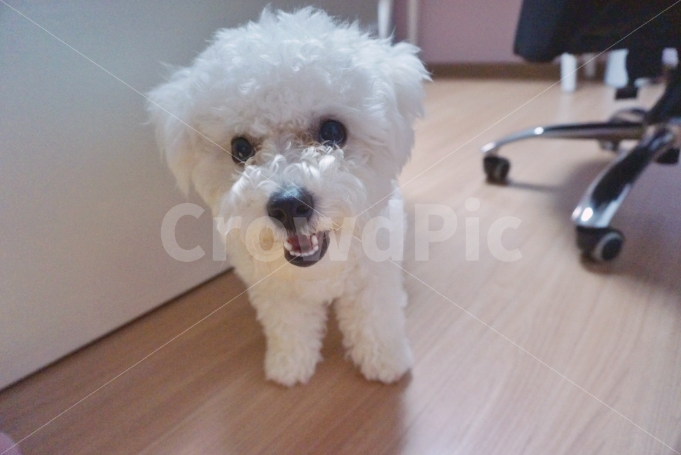 강아지,비숑,댕댕이,멍멍이,반려견,비숑프리제,즐거움,동물,animal,포유류,mammal,개,강아지,dog,doggy