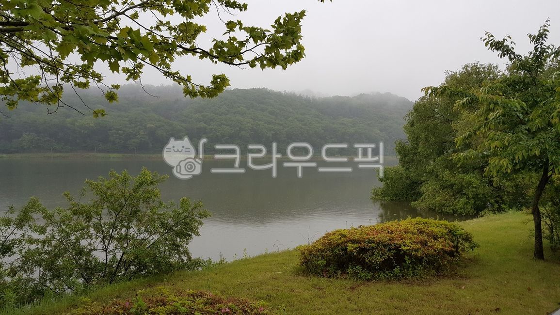 mood,rainy day,scenery,sentimental,weather,cloudy day,park,sky,Water Park,rain,Jungdae Water Park,nature,tree,pool,rainwater,feeling,water,raindrop,emotion,rainy scenery,reservoir