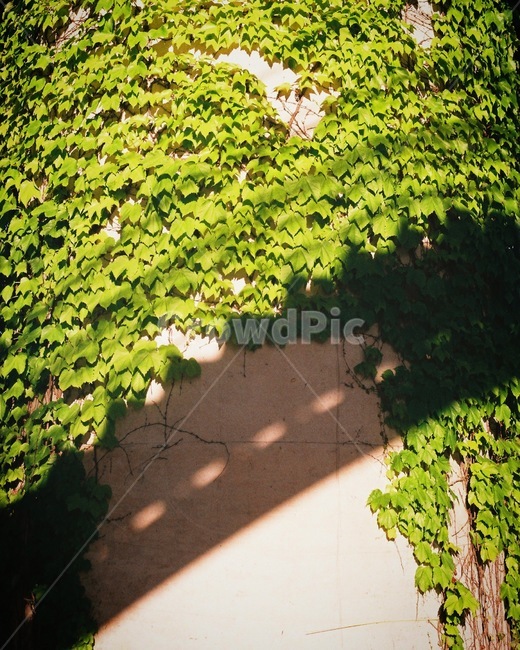 감성,한강,오후,필카,필름사진,식물,자연,plants,nature,휴식,힐링,rest,relaxation,healing