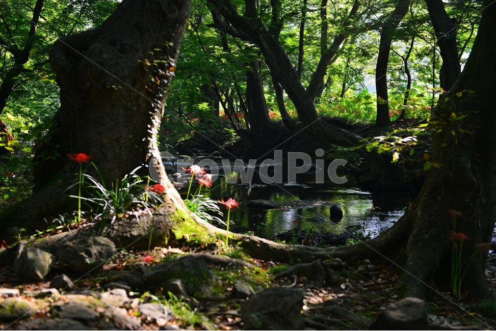 outdoors,옥외,leaf,잎,tree,나무,treetrunk,나무줄기,plant,식물,flower,blossom,꽃,고창,선운사,상사화,꽃무릇,만개,아침,도솔천,반영,자연,풍경,nature,landscape,한국자연풍경,한국자연경관,korea nature landscape