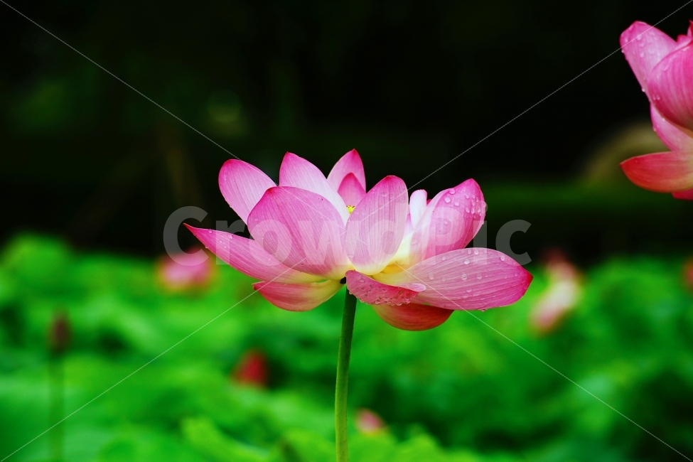 연꽃,꽃,식물,자연,연잎,식물,자연,plants,nature,꽃,flower