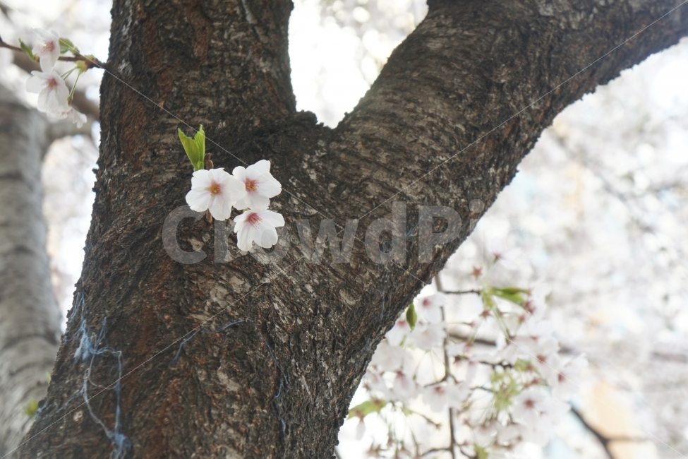 봄,벚꽃,꽃,벚꽃놀이,자연,봄,계절,spring,season,식물,자연,plants,nature,꽃,flower,plant