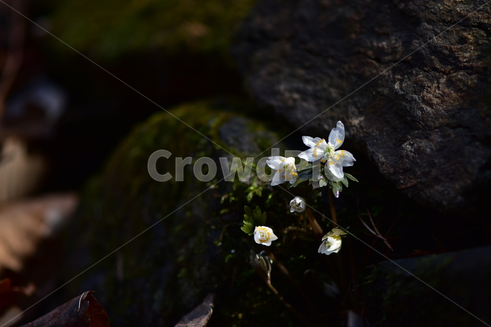 너도바람꽃,야생화,봄,꽃,풀꽃,자연,식물,식생,감성,힐링,plants,nature,spring,season,flower,emotion,feeling,흰색,초본,너도바람꽃속