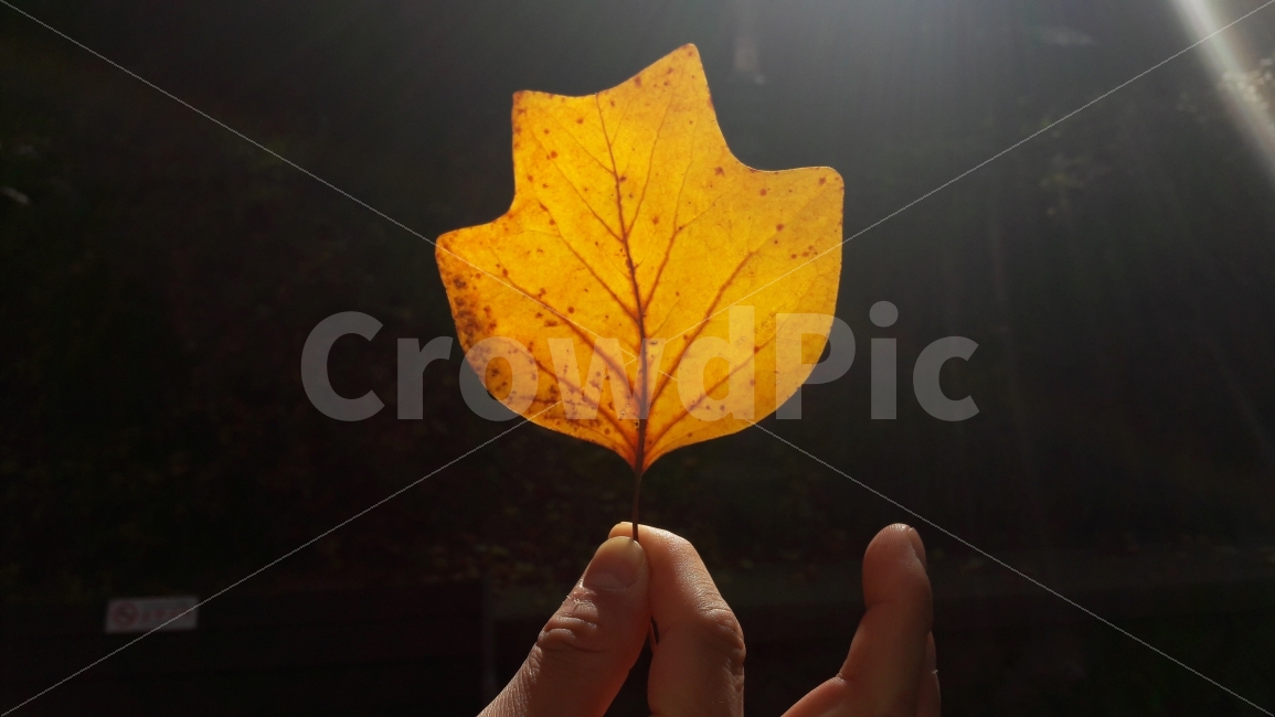 가을,단풍,낙엽,노랑,자유공원,가을,계절,fall,autumn,season,식물,자연,plants,nature,사람,인물,인간,human,person,신체일부,몸,body,leaf,잎,plant