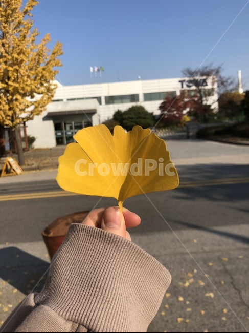 가을,단풍,은행나무,나뭇잎,낙엽