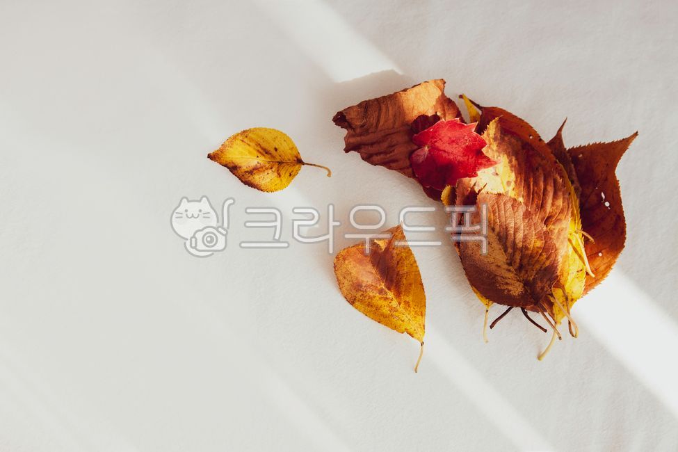 shadow,exquisiteness,fall image,Maple leaf,fallen leaves,fall estimate,season,lyrical,Emotion,emotional,paralysis,Emotional background image,leaf,Background image,maple leaves,background,vintage,plant,fall season,autumn,Wallpapers