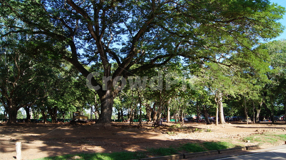 trees,tree,forest,cambodia,sky,blue,cloud,road,park,garden,river,landscape,rock,green,nature,sun,sunny,sunnyday,나무,하늘,공원,숲,캄보디아,강,풍경,자연,잔디,해,풀