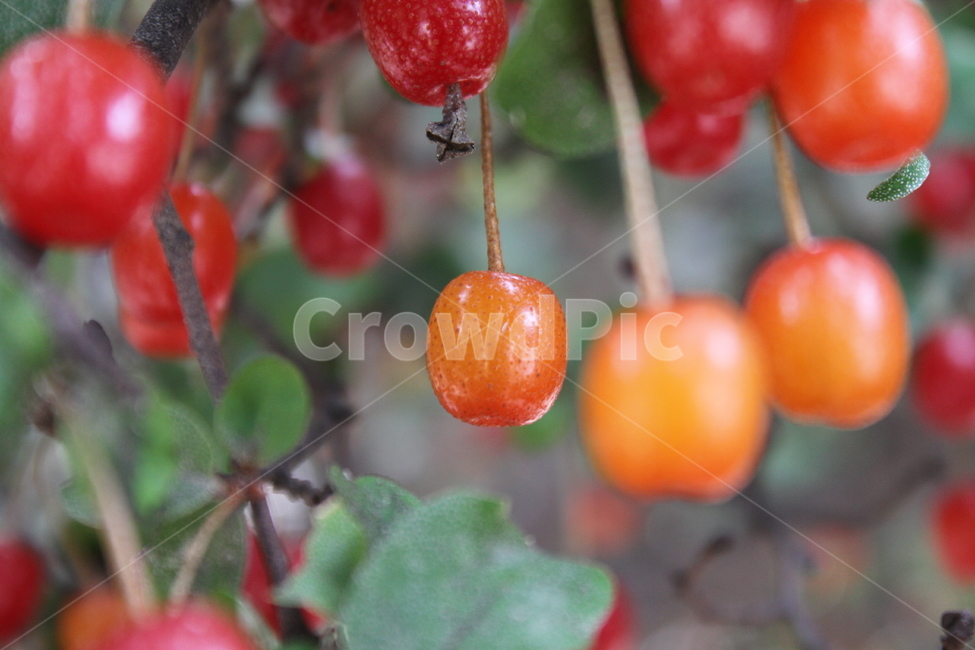 보리수,열매,식물,빨강,감성,cherryelaeagnus,fruit,식물,자연,plants,nature,과일,열매,fruit