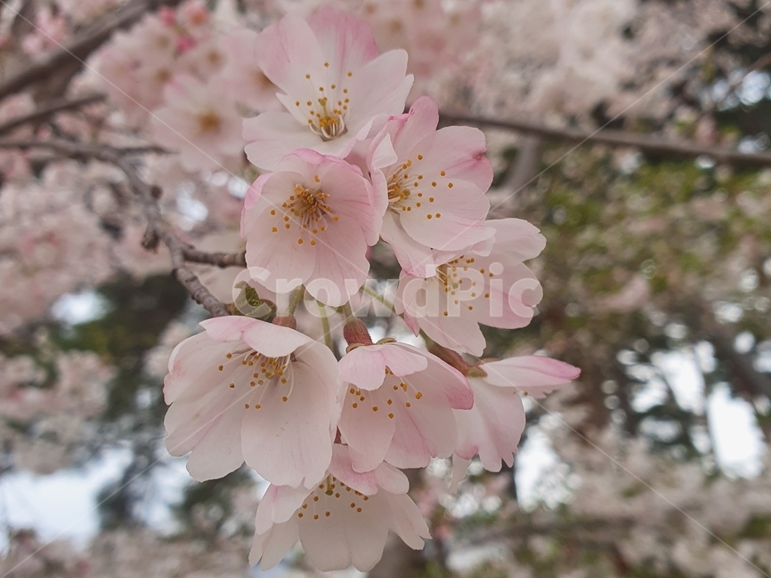 식물,plant,꽃,flower,벚꽃,분홍,봄,blossom