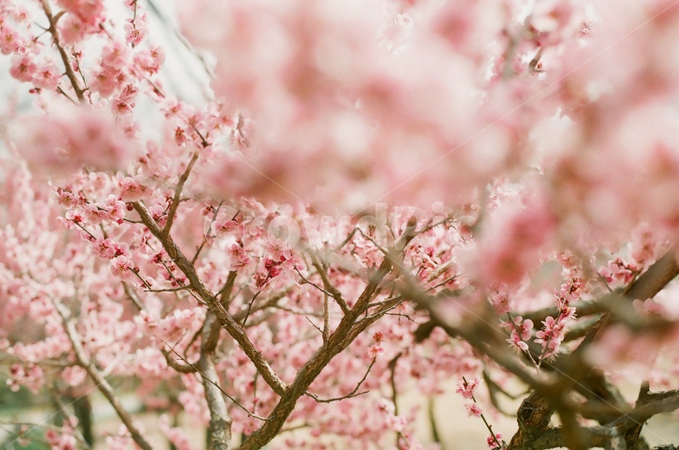매화,홍매화,봄꽃,매화꽃,매실나무꽃,봄감성,봄꽃나무,봄,계절,spring,season,식물,자연,plants,nature,꽃,flower,감성,sensible,feeling,plant,blossom