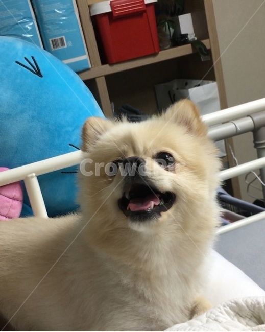 강아지,개,응시,행복,미소,반려견,동물,animal,포유류,mammal,개,강아지,dog,doggy
