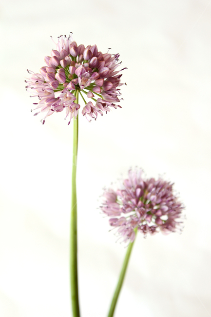 allium,alliumflower,alliumflowerpurple,bulb,bulbous,chives,closeup,flower,fresh,green,head,nature,pink,plant,purple,white,두메부추꽃,꽃,두메부추,부추꽃,부추,분홍색,핑크,식물,플라워,자연,보라색,그린,녹색,줄기,신선한,클로즈업,흰배경,식물,자연,plants,nature,꽃,flower