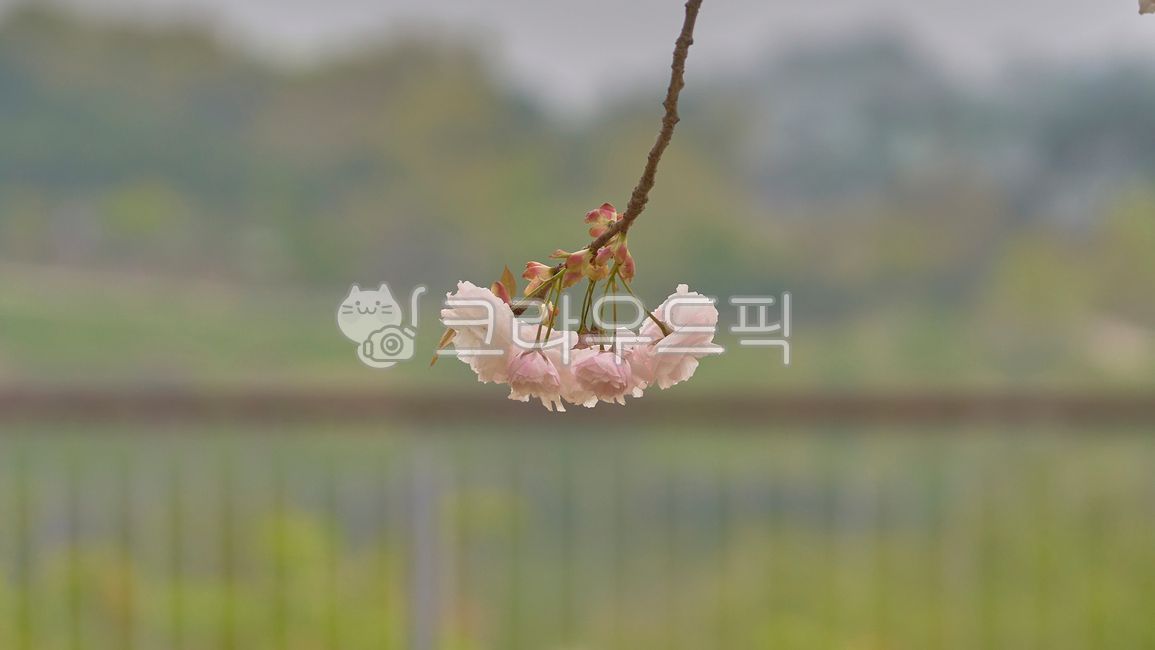 spring,spring flowers,Cherry Blossom,flower