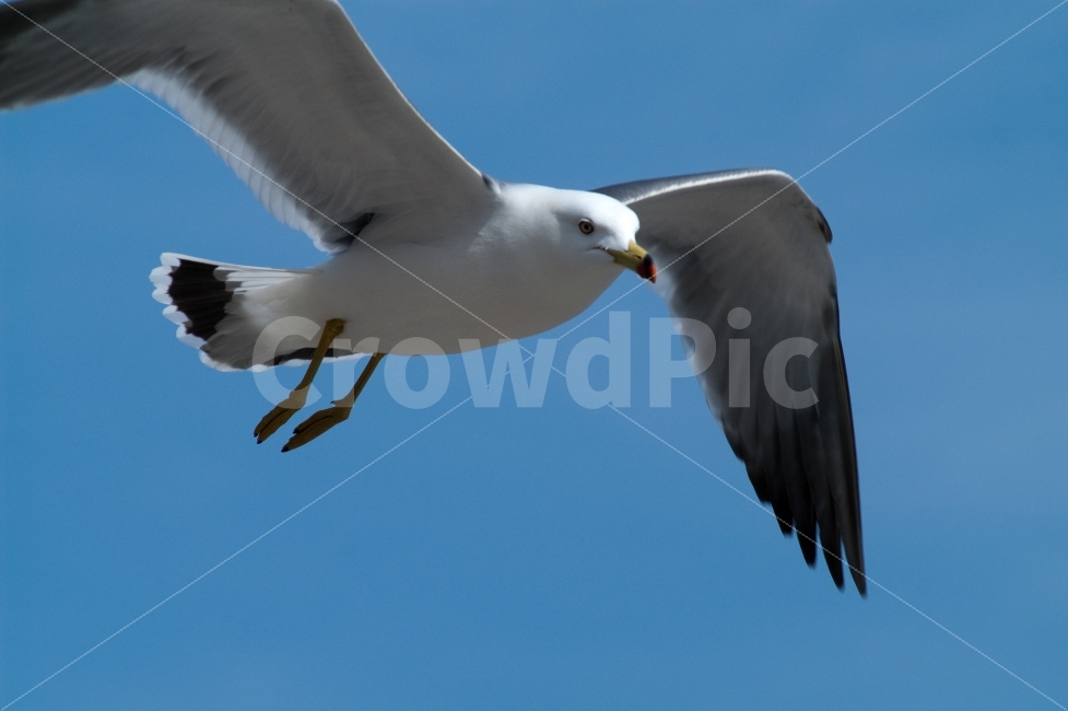 동물,갈매기,비행,잘생겼다,한마리,동물,animal,조류,새,birds