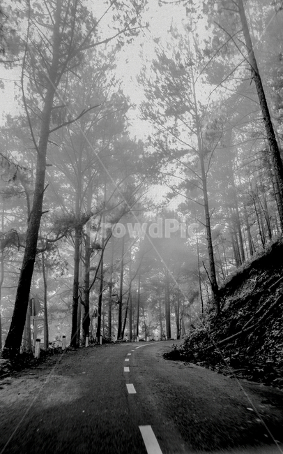 tree,나무,plant,소나무,흑백,흑백사진,도로,찻길,산책로,여름,wood,산책,길,nature,road,베트남,나트랑,vietnam,nhatrang,흑백,모노톤,monochrome,black and white