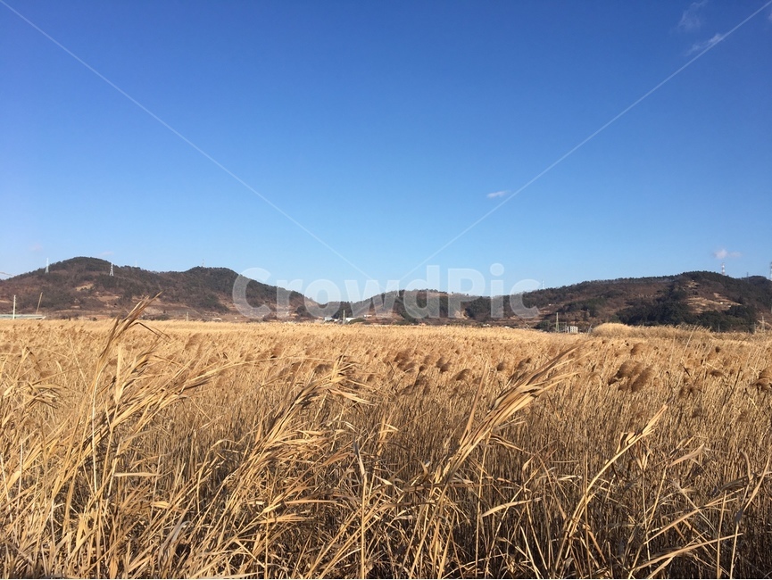 하늘,갈대,갈대숲,산,가을,겨울
