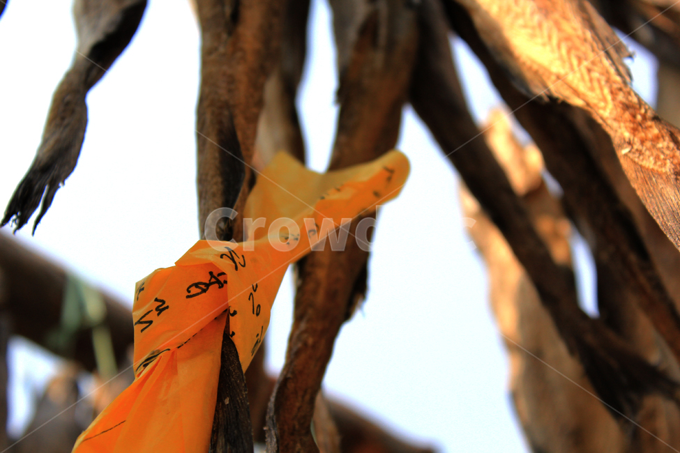 황태,시장,fish,dried,덕장,메세지,행운,luck,말림,겨울,winter,음식,식재료,요리,food,cook,meal,dishes,food reserves,수산물,해산물,fishery products,seafood