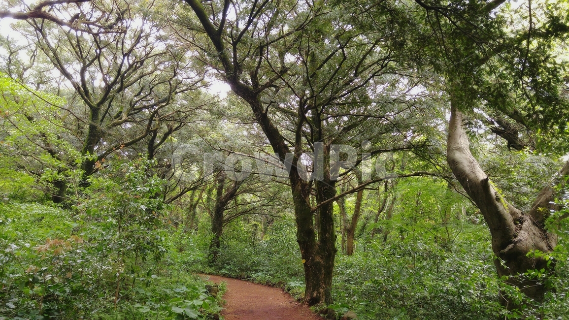 제주도,제주,풍경,여름,숲,나무,자연,풍경,nature,landscape,tree,plant,식물,tree trunk,나무 줄기,ground,바닥