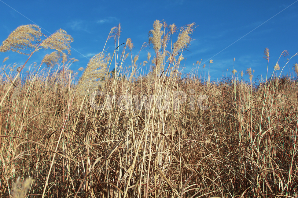 갈대,억새,가을,자연,풍경,가을하늘,가을,계절,fall,autumn,season,자연,풍경,nature,landscape,grass,잔디,plant,식물