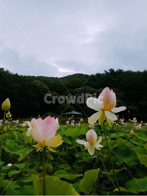 연꽃,여름,푸르름,감성사진,꽃