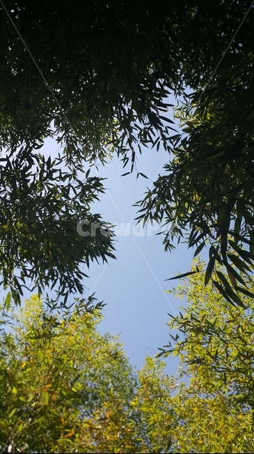 나무,대나무,하늘,그림자,bamboo,자연,풍경,nature,landscape,tree,plant,식물