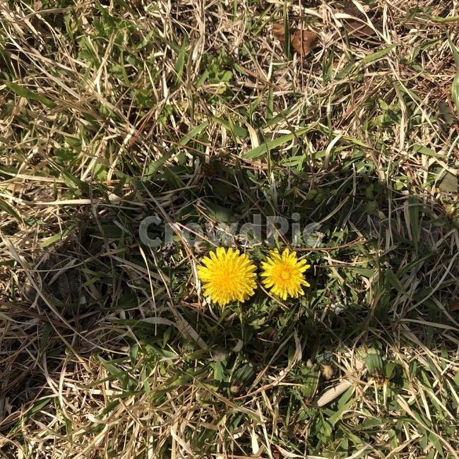 식물,flower,꽃,plant,하트,그림자,민들레,love,식물,자연,plants,nature,꽃,flower