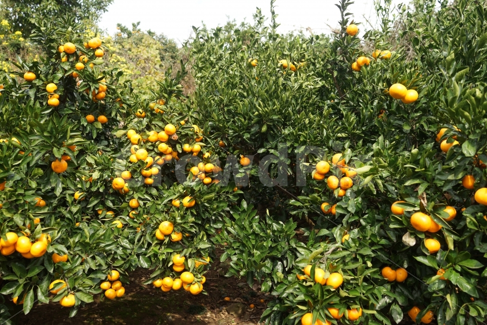 감귤나무,과일,귤,나무,농작물,야외,제주도,식물,식물,자연,plants,nature,과일,열매,fruit