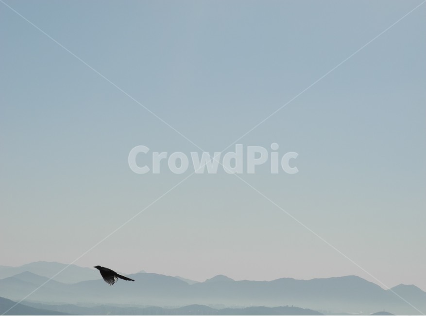 새벽,까치,여명,새벽산,새,동물,animal,조류,새,birds