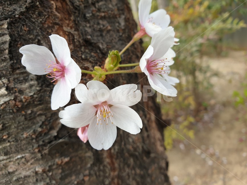 꽃,벚꽃,봄,봄꽃,flower,cherryblossoms,spring,springflower,flowerpicture,하얀,봄,계절,spring,season,식물,자연,plants,nature,꽃,flower,plant,geranium,제라늄,blossom